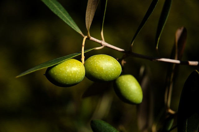 橄欖油olive oil~令人驚艷的9大好處！ - 愛知道 -健康生活網